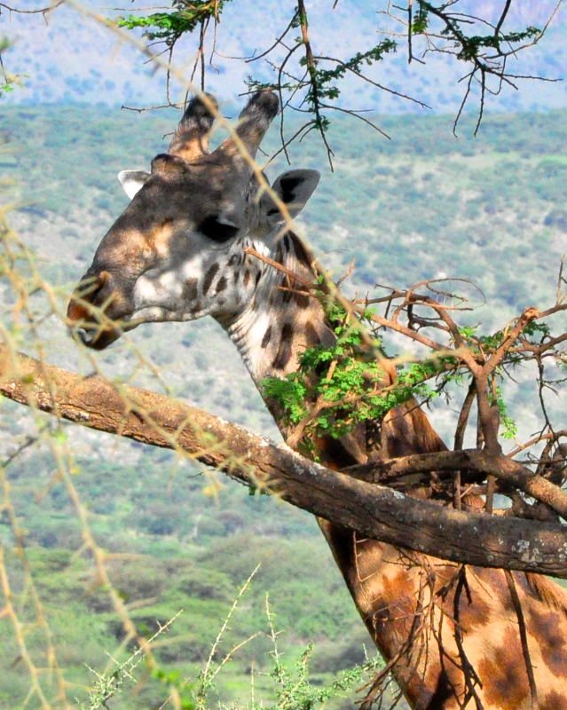 Ngorongoro Crater - Serengeti National Park